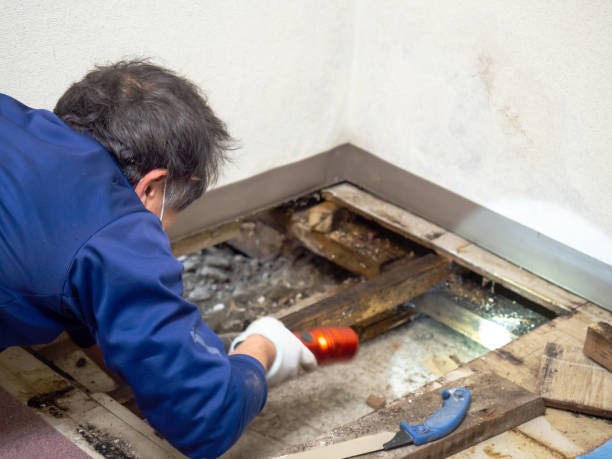 Best Mold Damage Repair  in Gonzales, LA