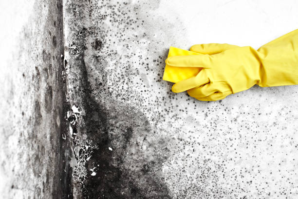Attic Mold Removal in Gonzales, LA
