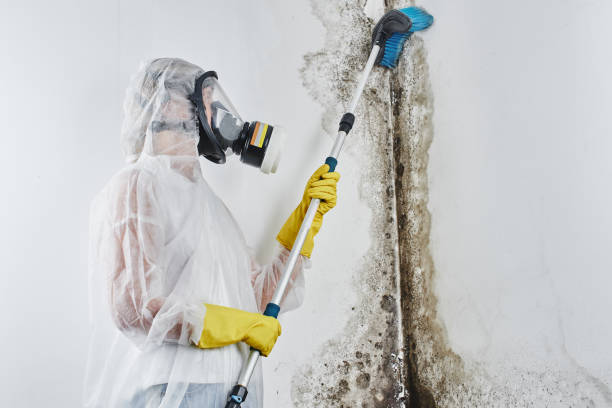 Best Office Mold Removal Services  in Gonzales, LA