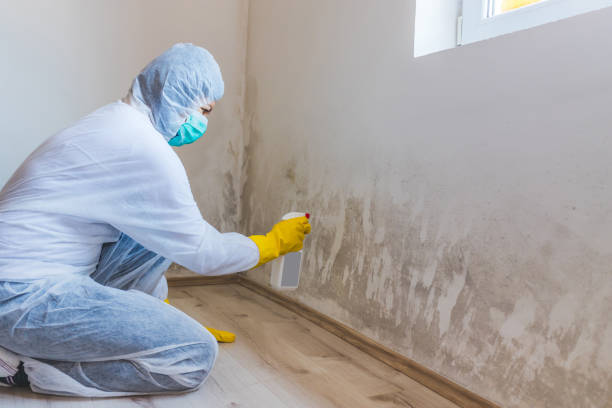 Mold Testing and Removal in Gonzales, LA