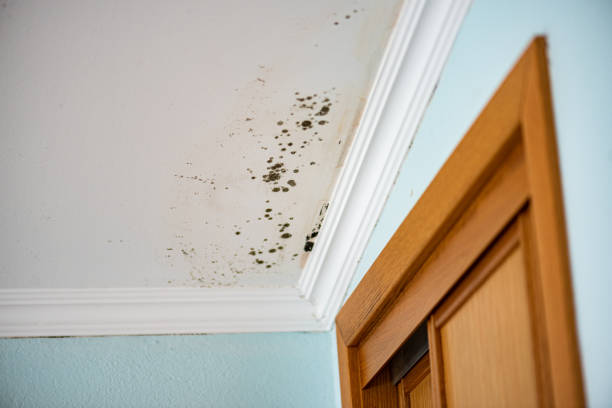 Best Mold Removal Process  in Gonzales, LA