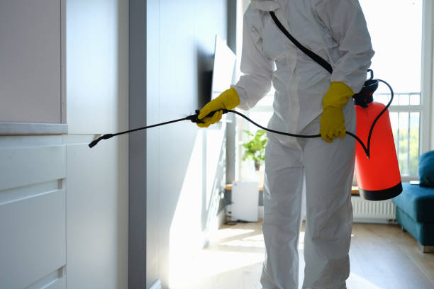 Mold Removal Process in Gonzales, LA