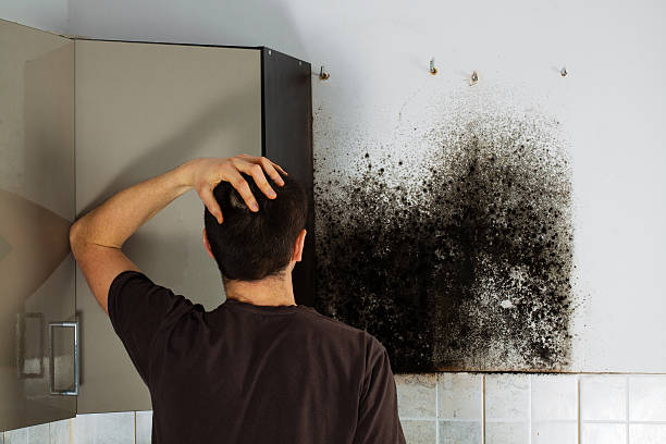 Best Attic Mold Removal  in Gonzales, LA