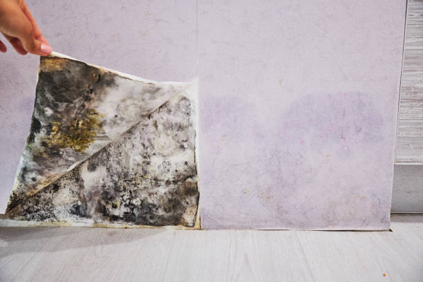 Best Office Mold Removal Services  in Gonzales, LA